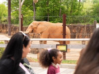 Zoo Atlanta visitor walk past the elephant exhibit with an elephant in the background