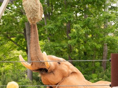 Elephant uses its trunk to grab hay that is suspended in the air